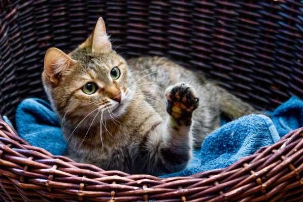 Полосатая кошечка Карамелька в добрые руки в Москве фото 10