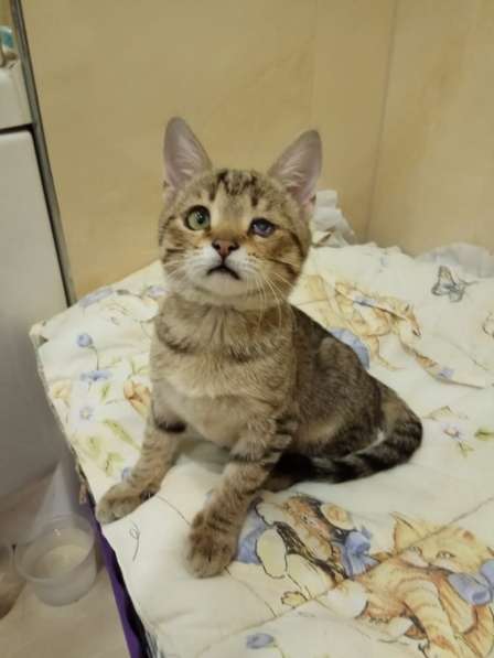 Котенок Пиратик ищет дом в Санкт-Петербурге фото 12