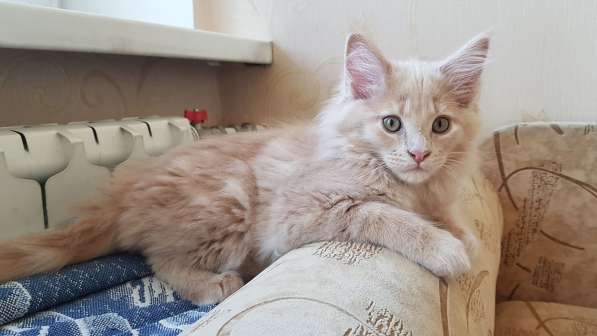 Продаётся красная девочка мейн-кун в Санкт-Петербурге фото 38