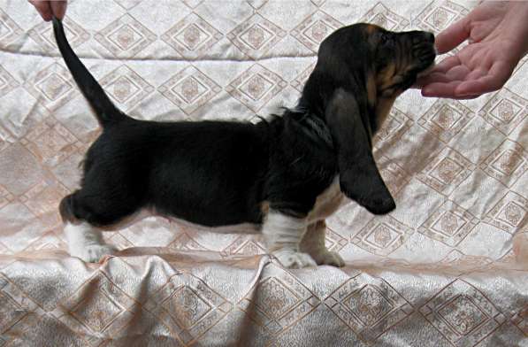 Продаются щенки бассет-хаунда в фото 16