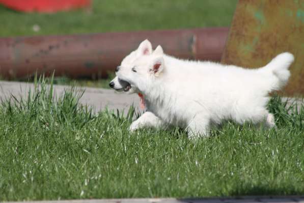 Щенки БШО в Москве фото 30