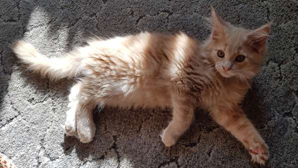 Продаётся красная девочка мейн-кун в Санкт-Петербурге фото 35