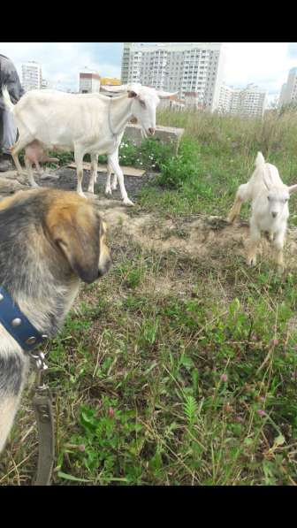 Собака в добрые руки в Москве