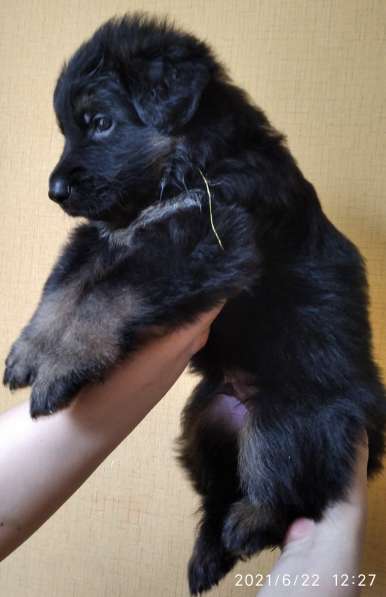 Продам щенков Д/Ш немецкой овчарки в Абакане фото 12