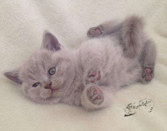 Шотландские котята. Вислоухие и страйты в Санкт-Петербурге