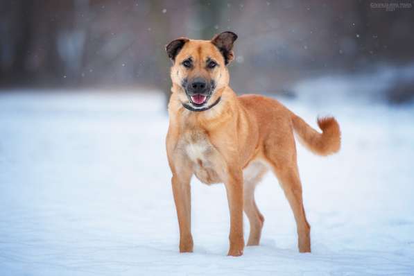Солнечный Рыжик, пес спасенный с пром. зоны, ищет дом! в Москве фото 8