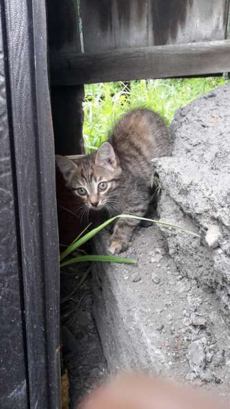 Милые котята в Иркутске фото 6