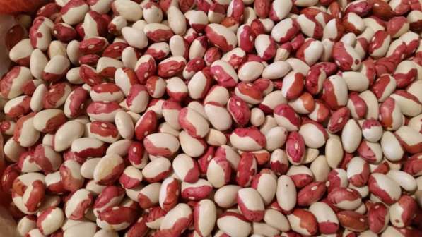 2018 New Crop 100% Natural Beans from Kyrgyzstan в фото 3