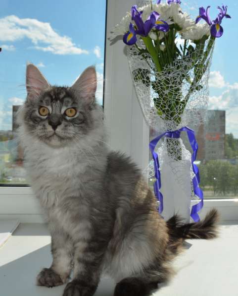 Свободны шикарные котята мэйн-куны редких окрасов в Москве фото 12