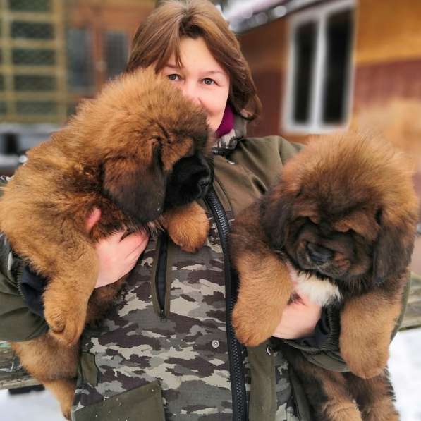 Щенки Тибетского мастифа. 100 Китай в Дмитрове фото 17