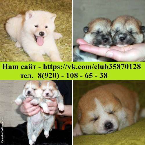 Щеночки акита-ину