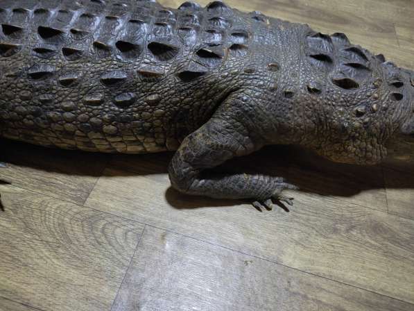 Чучело Крокодила в фото 5
