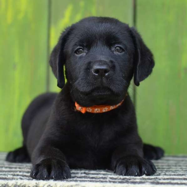 Щенки лабрадора- ретривера в фото 27