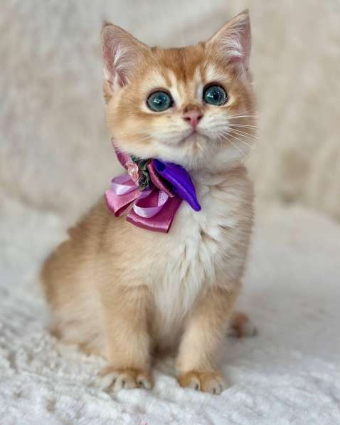 Британские котята драгоценных окрасов(золотая шиншилла) в 
