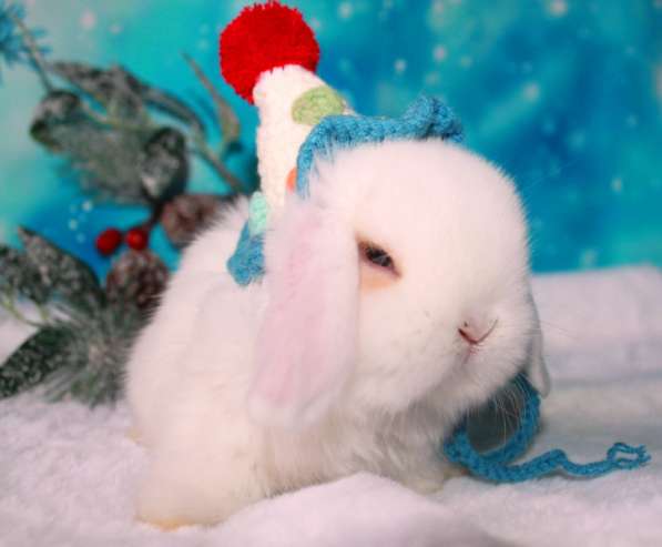 Продажа вислоухих мини-крольчат на новый год в Москве фото 13