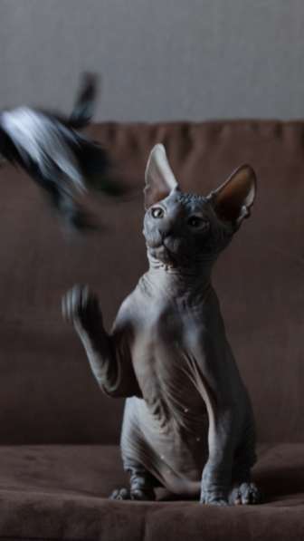 Продам Donskoy sphynx 4 месяца, мальчик