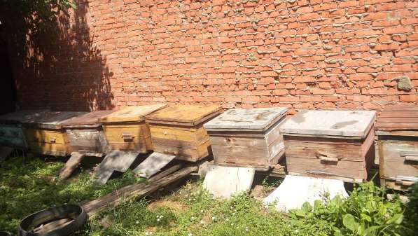 Продам улики с пчёлами в Краснодаре фото 4