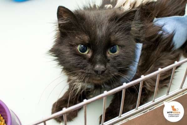 Кошечка Нутелла в Москве фото 6