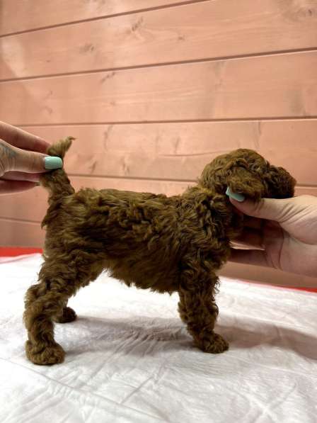 Карликовый Пудель Poodle в фото 16