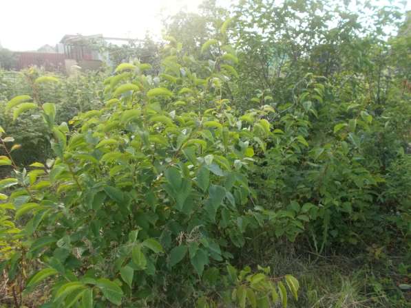 ПРОДАМ ДВА САДА СМЕЖНЫХ в Челябинске фото 17