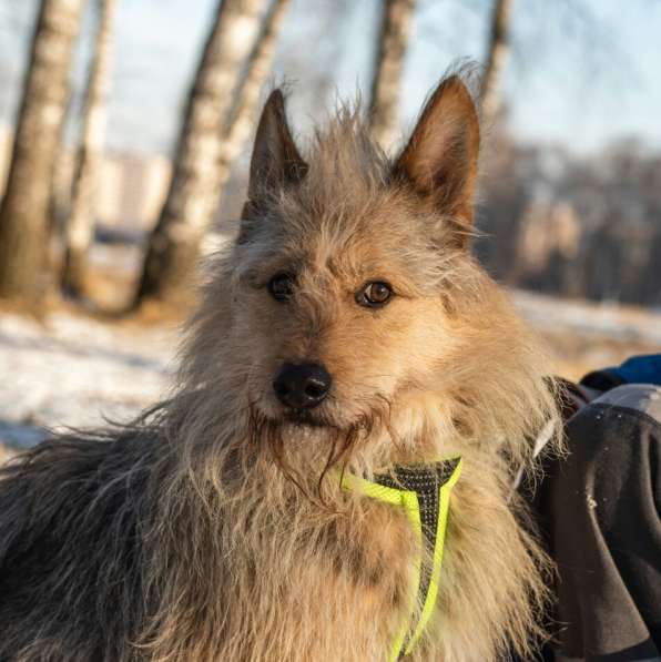 Трогательный Чарлик ищет дом в Москве фото 38
