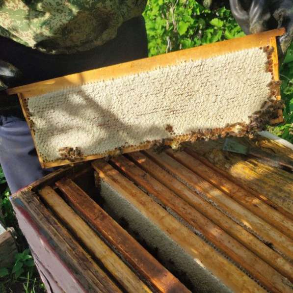 Натуральный цветочный мёд с разнотравья, сотовый мёд в рамке в Казани фото 4