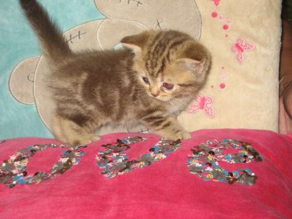 Котята шотландской породы в Самаре фото 23