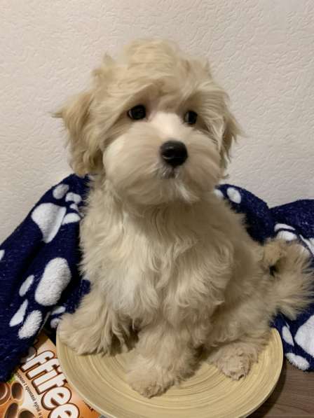 Мальтипу ф-1 в Москве фото 3