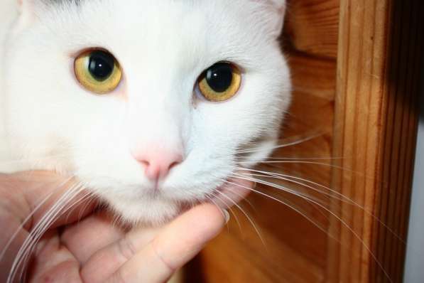 Андрей - спокойный белоснежный котик ищет дом
