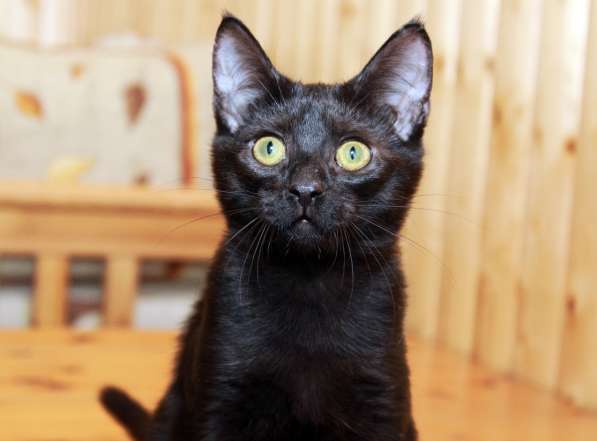 Котята в добрые руки. Рыжие девочки в Москве фото 26