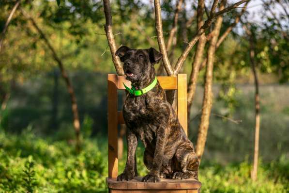Молодая девочка алано эспаньол Миранда в дар в Москве фото 6