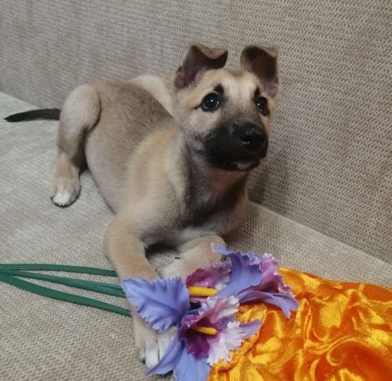 Керри ищет дом! в Москве фото 7