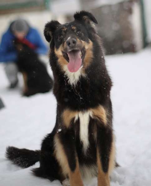 Чудо-собачка Фиби ищет семью в Москве фото 9