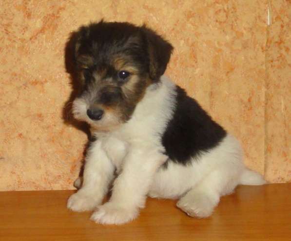 Фокстерьер ж/ш щенки - девчонки