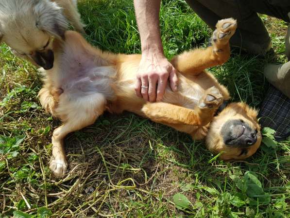 7 месячный щенок (девочка) в добрые руки в Москве фото 3