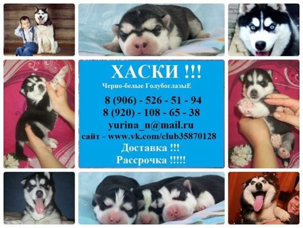 Красивые хаси