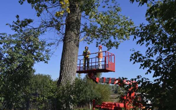 Удалим деревья(опасные, аварийные) в Белгороде