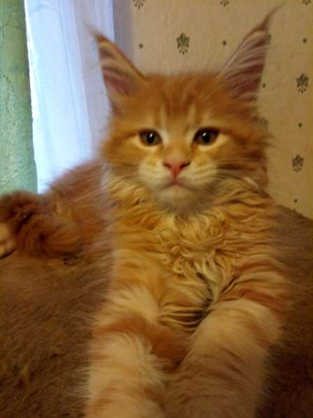 Девочки мейн-кун из питомника в Екатеринбурге фото 27