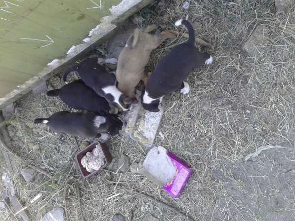 В хорошие руки семь щенков. Остался один щеночек в Новочеркасске