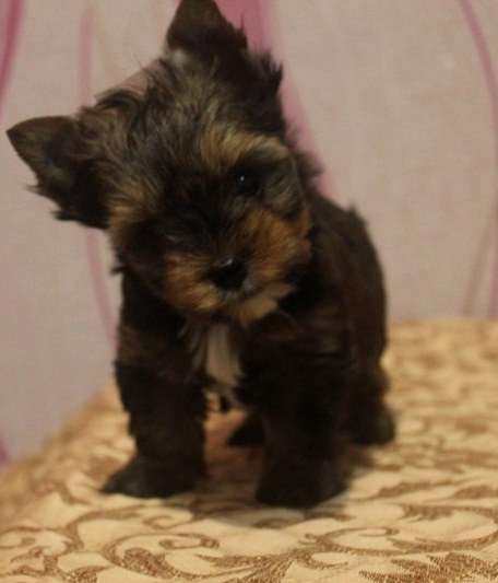 Мини мальчик йорк