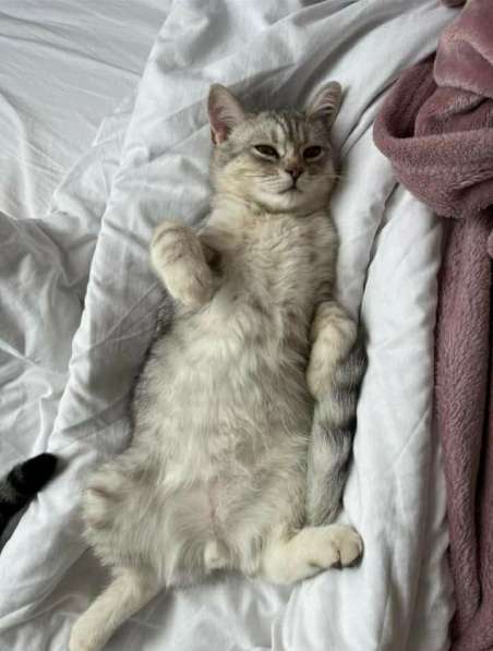 Британские котята в фото 9