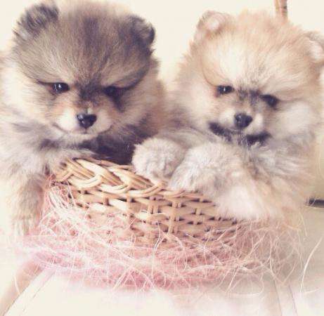 Щенок шпица персиковая девочка в Санкт-Петербурге фото 3