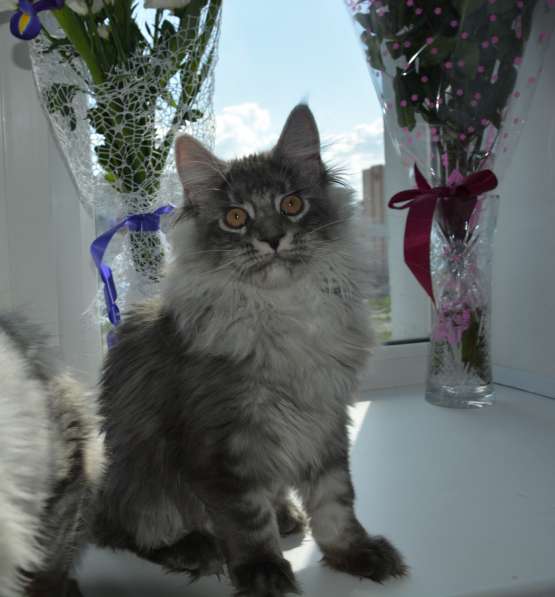Свободны шикарные котята мэйн-куны редких окрасов в Москве фото 5