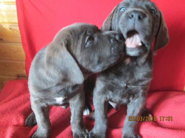 Малыши Корсики 3 мес в Москве фото 33