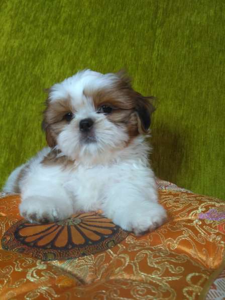 Щенки ши-тцу в Москве фото 8