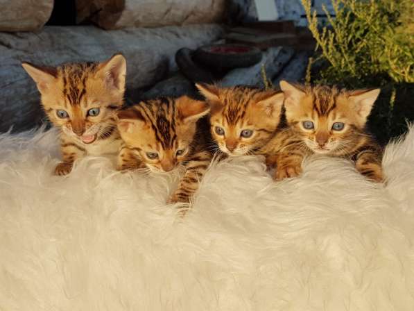 Бенгальские кошечки в Смоленске фото 3