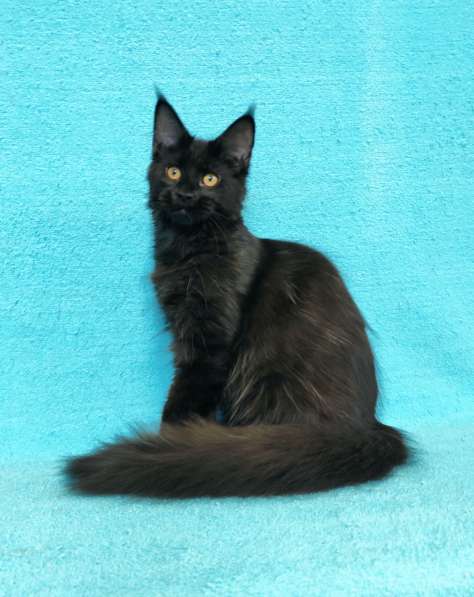 Кошечка мейн-кун из питомнника в Казани фото 10