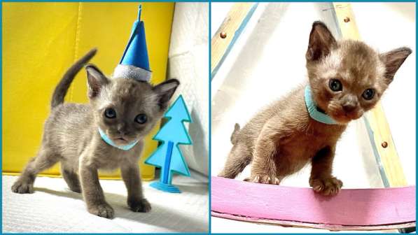 Котята европейской бурмы в Москве фото 8