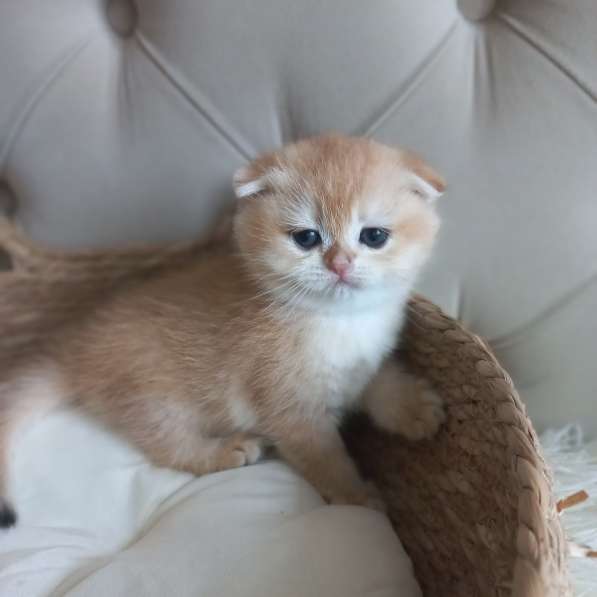 Шотландские котята золотая шиншилла в Краснодаре фото 5