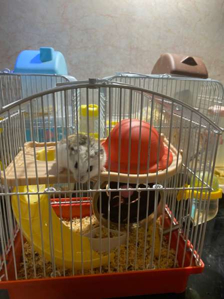 Хомяк мальчик (4 мес) в Москве фото 3